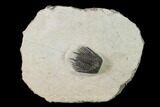 Spiny Leonaspis Trilobite - Morocco #138105-1